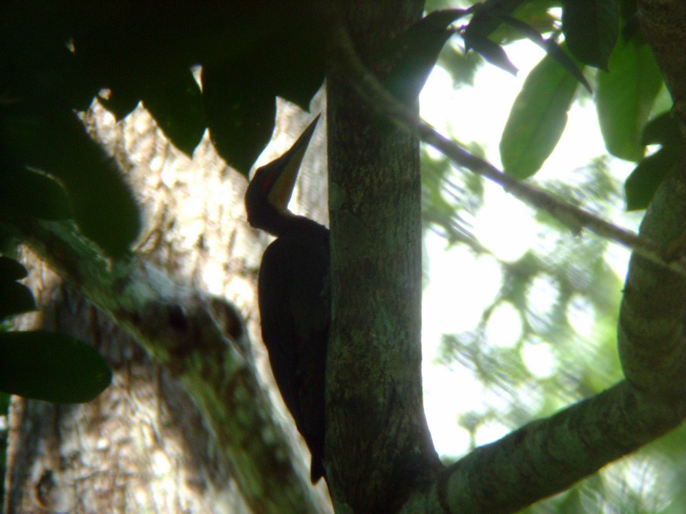 Great slaty woodpecker